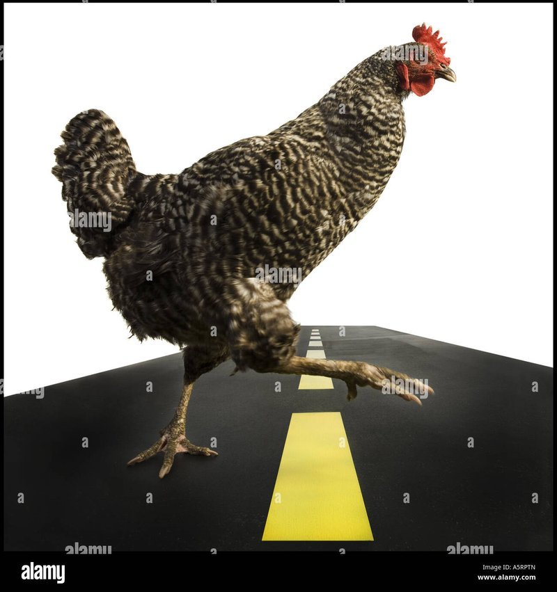 A look at chicken road